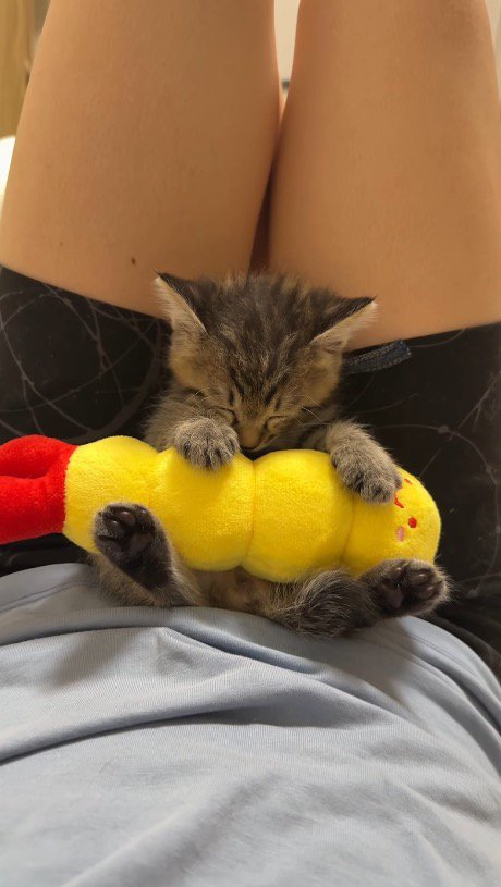 飼い主の膝の上に座る子猫