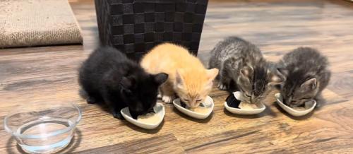 食べる4匹