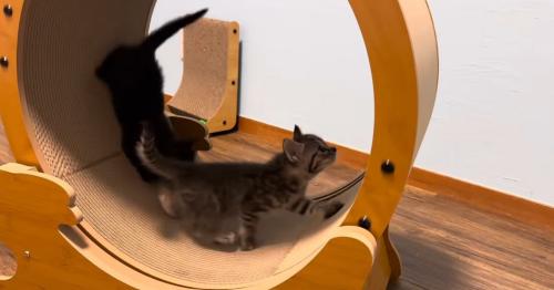 ホイールを回す猫と黒猫