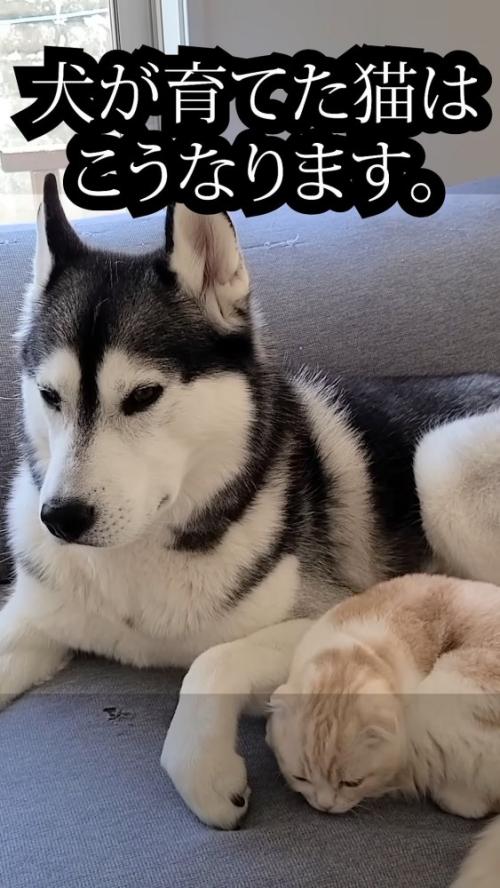 犬の隣で寝る猫