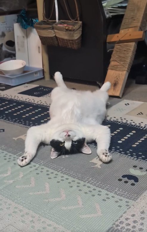 両前足を床につけてへそ天している猫