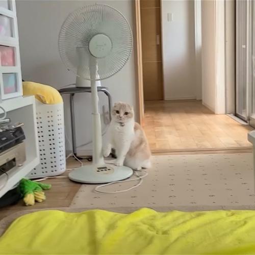 扇風機のそばにいる猫