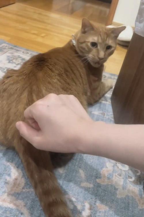 振り向く猫
