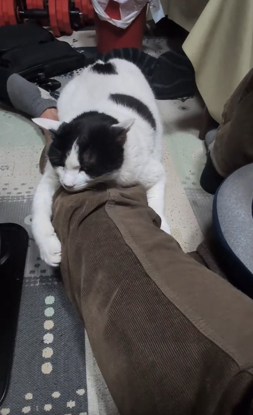 伸ばしている飼い主の足の上に乗っている猫