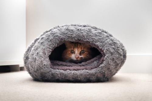 猫ちぐらの中にいる猫