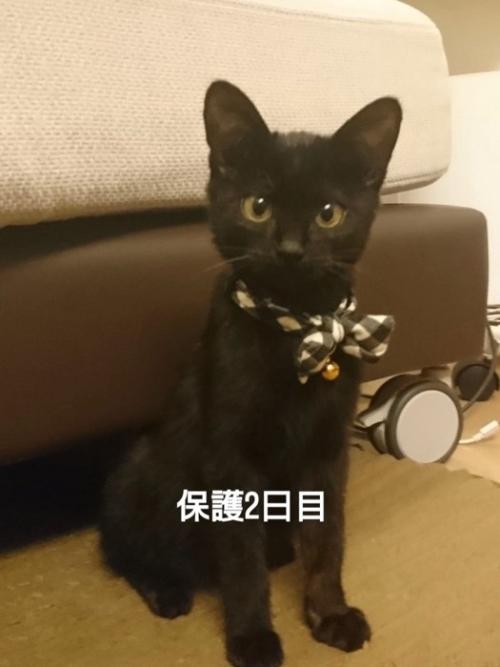 首輪をつけた子猫