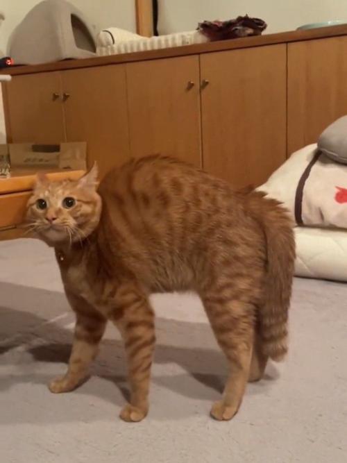 テーブルに当たりそうに下がる猫