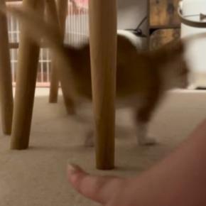 すばしっこくて捕まえられない子猫→『母猫の鳴きマネ』で呼んでみた結果…驚きの反応が64万再生「凄いスピード」「上手くて笑った」と話題