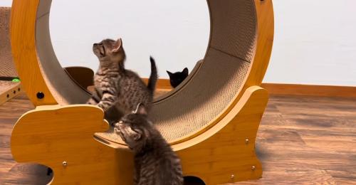 ホイールに乗って左を見上げる猫、床で左を見る猫、奥に黒猫の頭