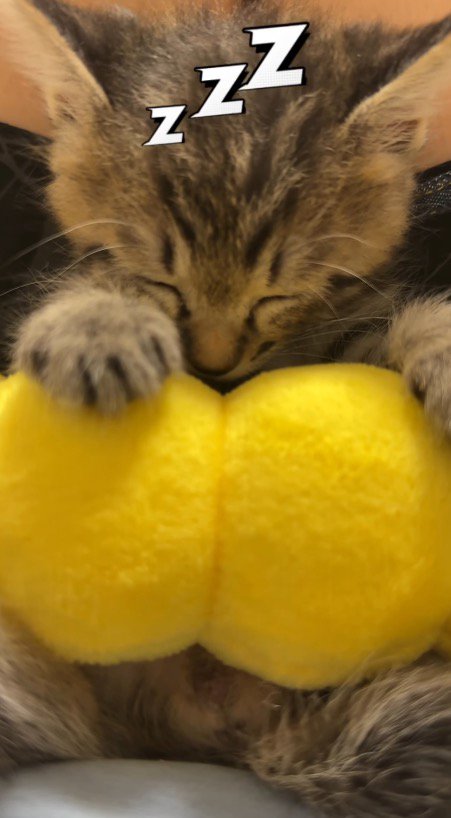 飼い主の膝の上で眠る子猫