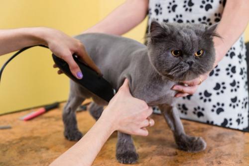 トリミングされる猫