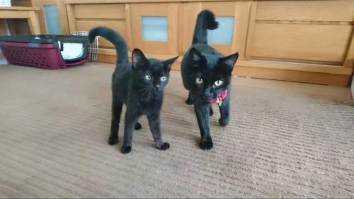 2匹の黒猫の子猫