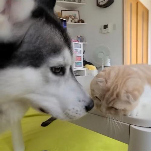 猫の顔の鼻を近づける犬