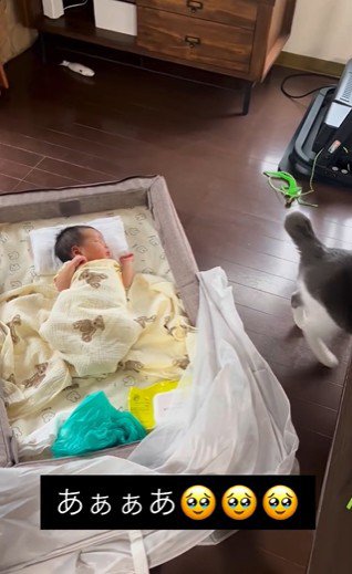 床に寝ている赤ちゃんとその横に立っている猫