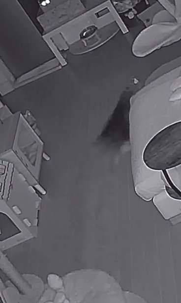 走る猫