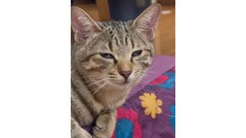 室内にいる猫