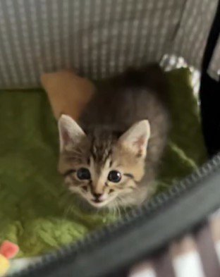 飼い主を見つめる子猫