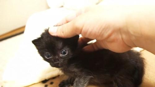 なでられる子猫