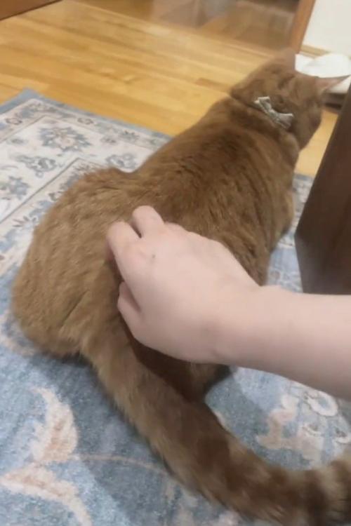 しっぽの付け根を触られる猫