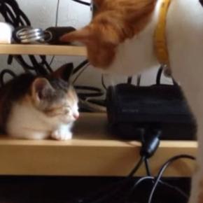 お昼寝中の『新入り子猫』に興味津々な先住猫を見ていると…優しさあふれる『初めて出会った日の様子』に「ずっと見ちゃう」「いいお兄ちゃん」