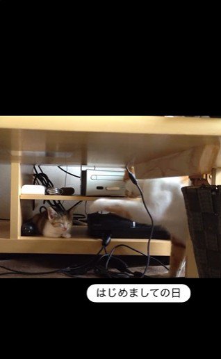 寝ている子猫とちょっかいを出している猫