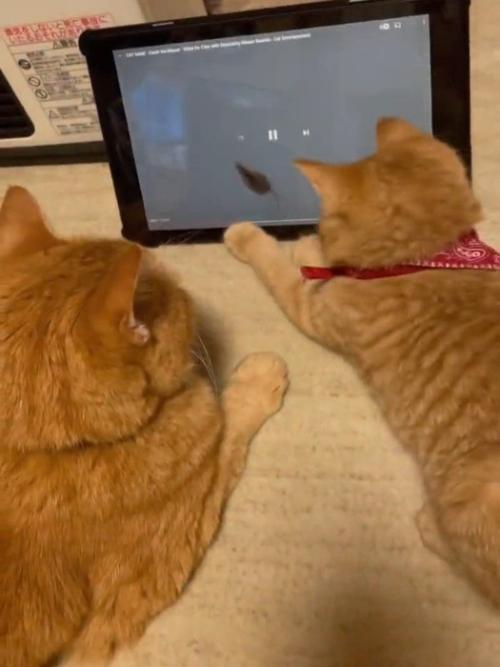 動画を見る成猫と子猫