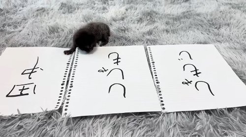 ししゃもという文字をじっと見つめている子猫