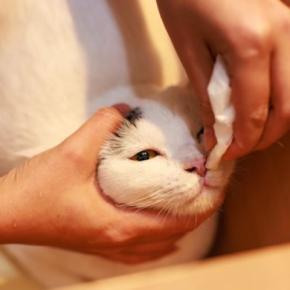 猫が『鼻血』を出しているときに疑うべき病気3選 命に関わる可能性も?取るべき対処法まで解説