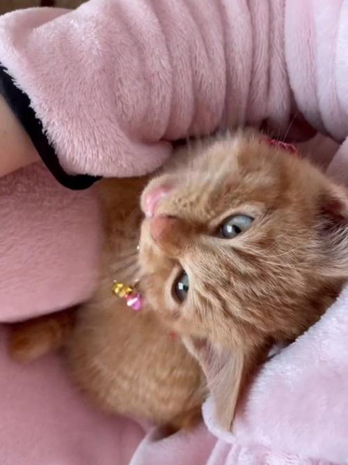 抱っこされる子猫