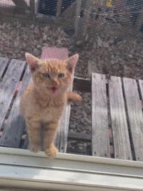 外で鳴いている子猫