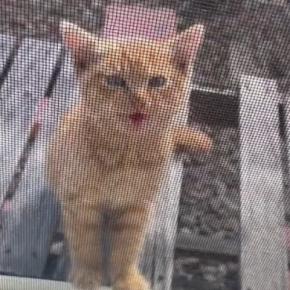 網戸越しに『家の中を覗き込んできた子猫』を家族に迎えた結果…2ヶ月間の歩みに「素敵な方に出会えてよかった」「表情が変わったね」と反響