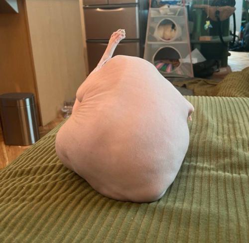 背中を丸めてうずくまる猫の背中