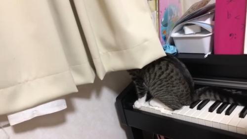カーテンに頭を