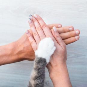 猫に対して『家族の一員になったな』と感じる瞬間3選 安心して過ごせているサインもご紹介