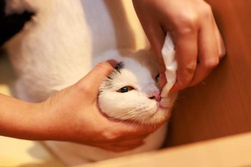 鼻水を拭いてもらう猫