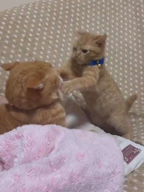 成猫にじゃれる子猫