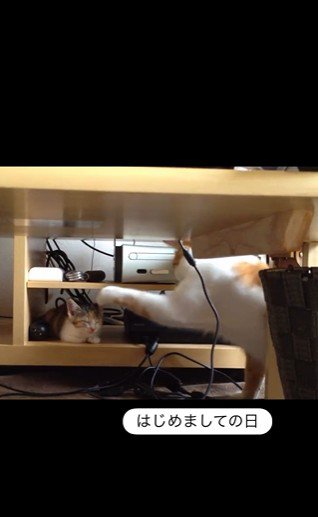 寝ている子猫とちょっかいを出している猫