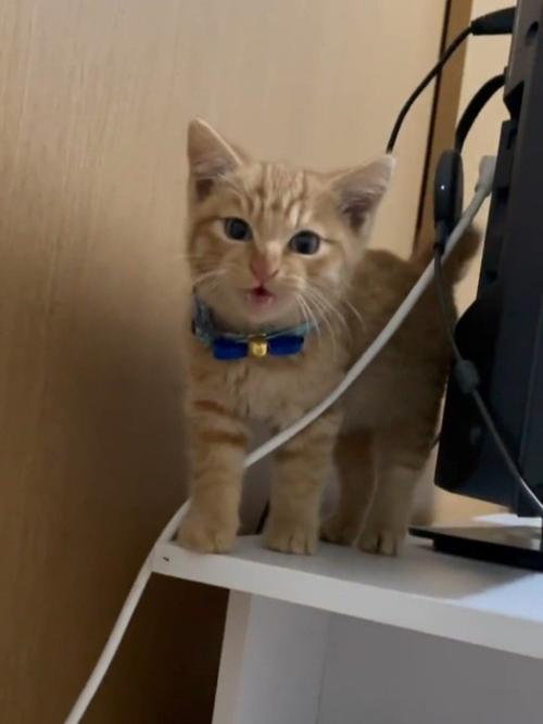 立って鳴く子猫