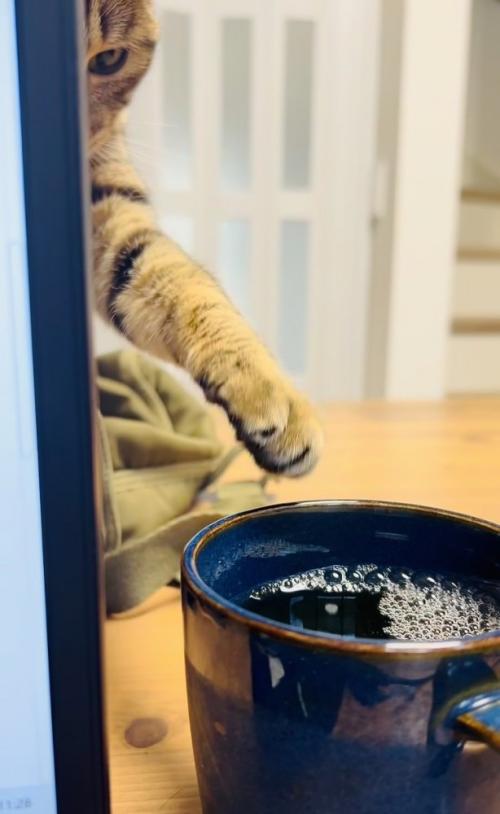 ママさんの麦茶に手を伸ばすキジトラ猫