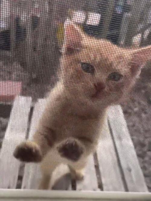 網戸越しに家の中を見る子猫