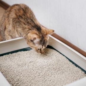 猫が『トイレを我慢している』ときのサイン4つ 見逃せない理由や起こりうるトラブルまで