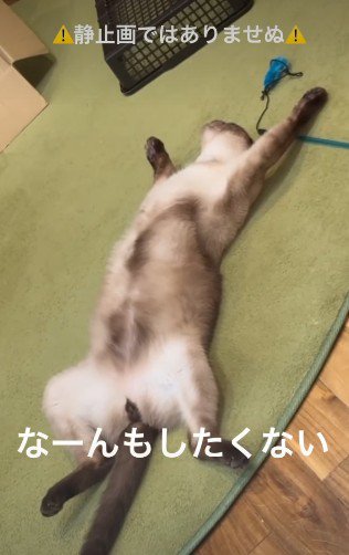 何もしたくない猫