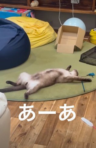 大の字の猫