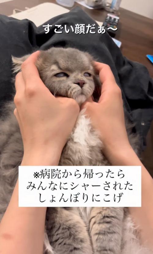 虚無顔の猫