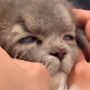 病院から帰ってきた猫→家にいた他の猫から『拒絶』されて…まさかの光景が205万再生「されるがままw」「なんか降臨してて笑った」と話題