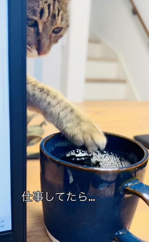 ママさんの麦茶に手を伸ばすキジトラ猫