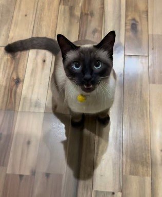シャムMIXの猫