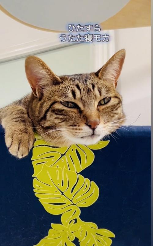 うたた寝するキジトラ猫