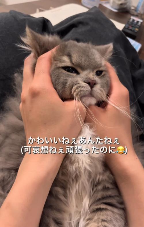 慰められる猫