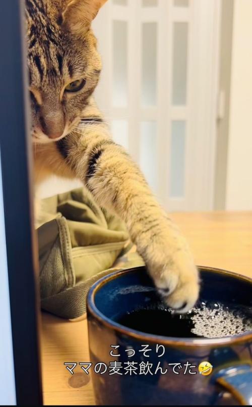 ママさんの麦茶に手を伸ばすキジトラ猫